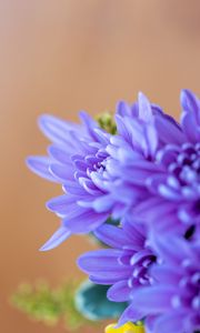 Preview wallpaper chrysanthemum, flowers, petals, blue, blur, macro