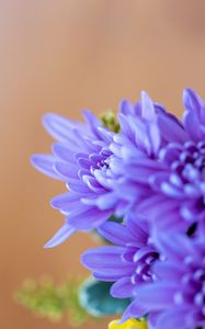 Preview wallpaper chrysanthemum, flowers, petals, blue, blur, macro