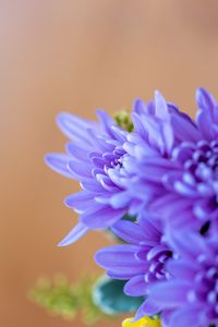 Preview wallpaper chrysanthemum, flowers, petals, blue, blur, macro