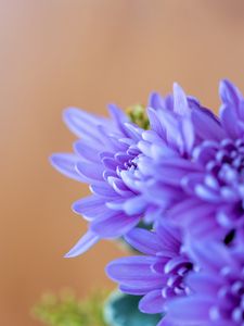 Preview wallpaper chrysanthemum, flowers, petals, blue, blur, macro