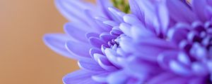 Preview wallpaper chrysanthemum, flowers, petals, blue, blur, macro