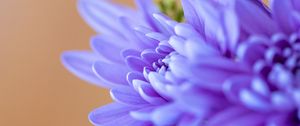 Preview wallpaper chrysanthemum, flowers, petals, blue, blur, macro