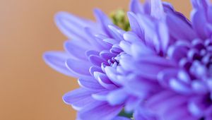 Preview wallpaper chrysanthemum, flowers, petals, blue, blur, macro