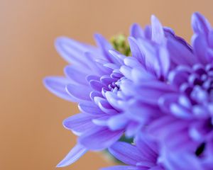 Preview wallpaper chrysanthemum, flowers, petals, blue, blur, macro