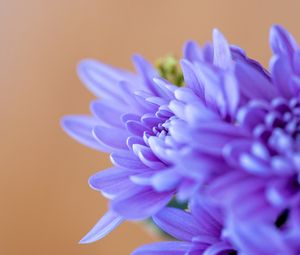 Preview wallpaper chrysanthemum, flowers, petals, blue, blur, macro