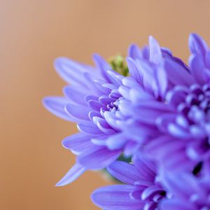 Preview wallpaper chrysanthemum, flowers, petals, blue, blur, macro