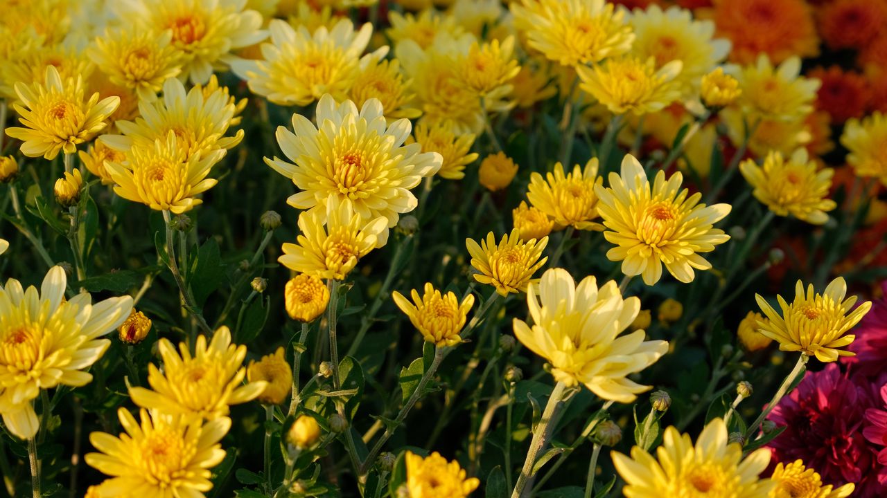 Wallpaper chrysanthemum, flowers, petals, plant, macro, yellow