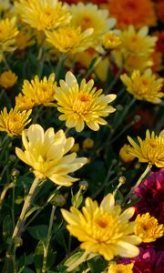 Preview wallpaper chrysanthemum, flowers, petals, plant, macro, yellow