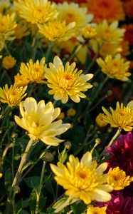 Preview wallpaper chrysanthemum, flowers, petals, plant, macro, yellow