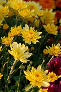 Preview wallpaper chrysanthemum, flowers, petals, plant, macro, yellow