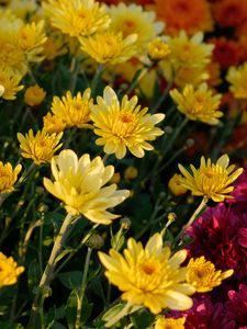 Preview wallpaper chrysanthemum, flowers, petals, plant, macro, yellow