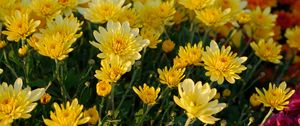 Preview wallpaper chrysanthemum, flowers, petals, plant, macro, yellow