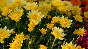 Preview wallpaper chrysanthemum, flowers, petals, plant, macro, yellow