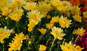 Preview wallpaper chrysanthemum, flowers, petals, plant, macro, yellow