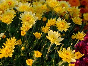 Preview wallpaper chrysanthemum, flowers, petals, plant, macro, yellow