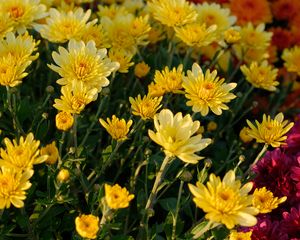 Preview wallpaper chrysanthemum, flowers, petals, plant, macro, yellow