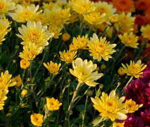 Preview wallpaper chrysanthemum, flowers, petals, plant, macro, yellow