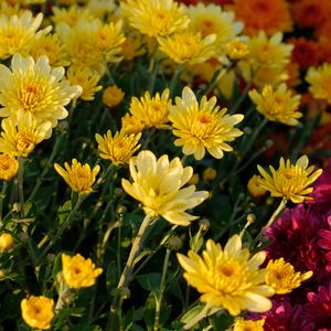 Preview wallpaper chrysanthemum, flowers, petals, plant, macro, yellow