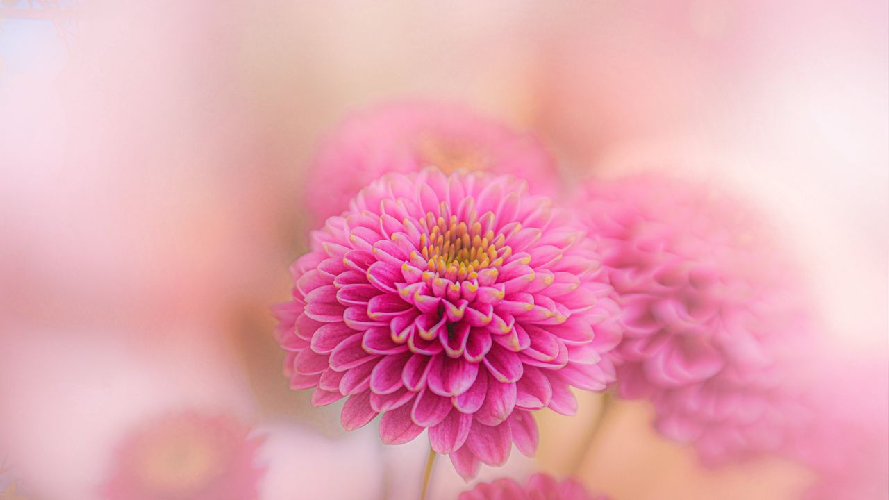 Wallpaper chrysanthemum, flowers, petals, pink