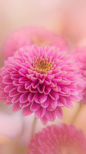 Preview wallpaper chrysanthemum, flowers, petals, pink