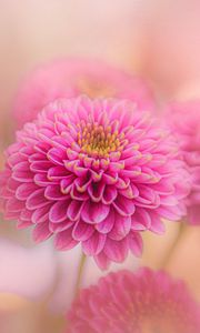 Preview wallpaper chrysanthemum, flowers, petals, pink