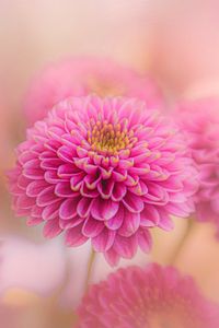 Preview wallpaper chrysanthemum, flowers, petals, pink