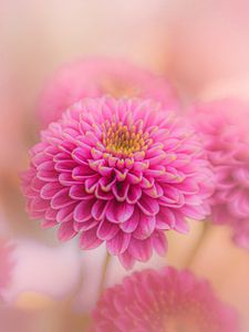 Preview wallpaper chrysanthemum, flowers, petals, pink