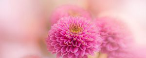 Preview wallpaper chrysanthemum, flowers, petals, pink