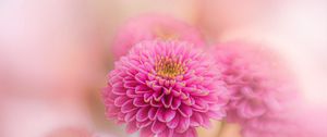 Preview wallpaper chrysanthemum, flowers, petals, pink