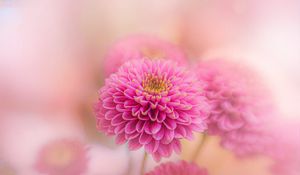 Preview wallpaper chrysanthemum, flowers, petals, pink