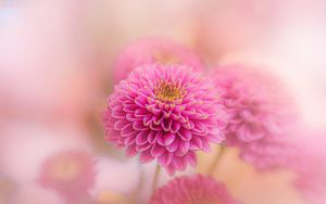 Preview wallpaper chrysanthemum, flowers, petals, pink