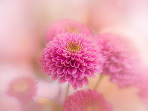 Preview wallpaper chrysanthemum, flowers, petals, pink