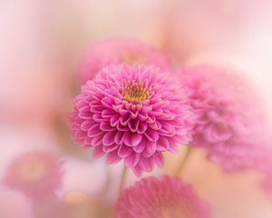 Preview wallpaper chrysanthemum, flowers, petals, pink