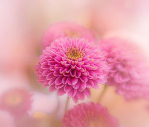 Preview wallpaper chrysanthemum, flowers, petals, pink