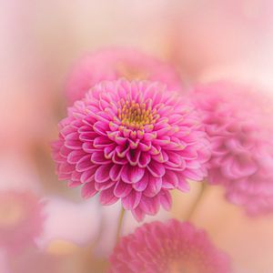 Preview wallpaper chrysanthemum, flowers, petals, pink