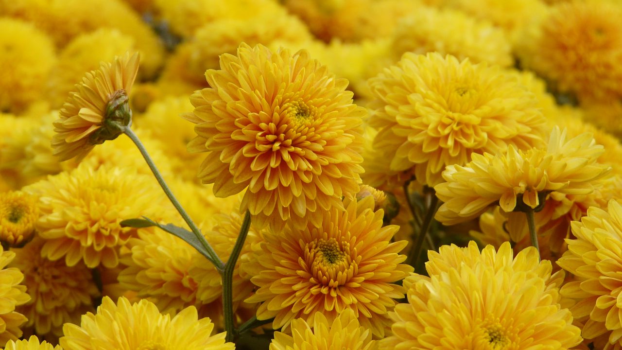 Wallpaper chrysanthemum, flowers, petals, yellow