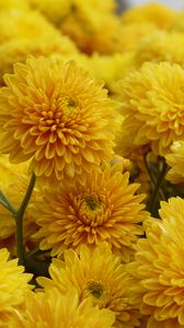 Preview wallpaper chrysanthemum, flowers, petals, yellow