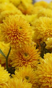 Preview wallpaper chrysanthemum, flowers, petals, yellow