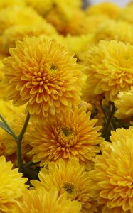 Preview wallpaper chrysanthemum, flowers, petals, yellow