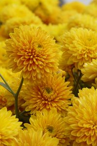 Preview wallpaper chrysanthemum, flowers, petals, yellow