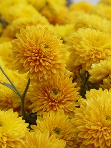 Preview wallpaper chrysanthemum, flowers, petals, yellow