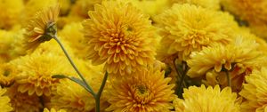 Preview wallpaper chrysanthemum, flowers, petals, yellow