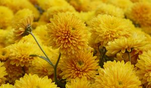 Preview wallpaper chrysanthemum, flowers, petals, yellow