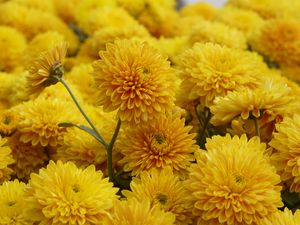 Preview wallpaper chrysanthemum, flowers, petals, yellow