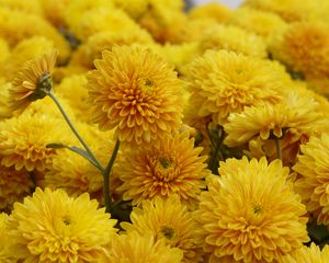 Preview wallpaper chrysanthemum, flowers, petals, yellow