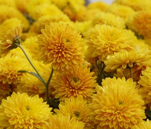 Preview wallpaper chrysanthemum, flowers, petals, yellow