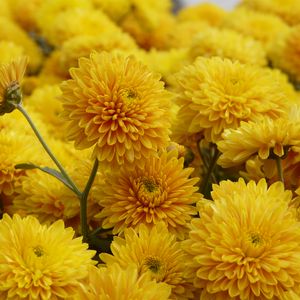 Preview wallpaper chrysanthemum, flowers, petals, yellow