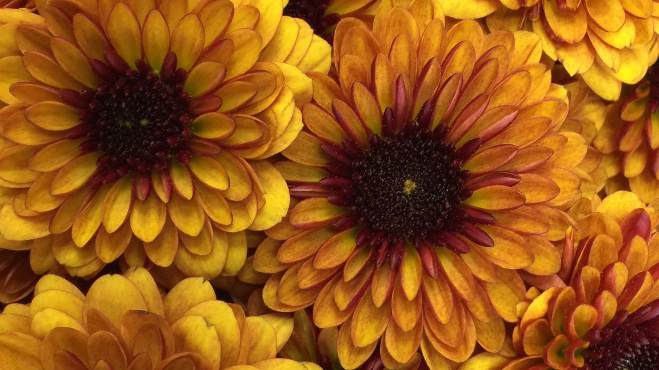 Wallpaper chrysanthemum, flowers, petals, yellow, macro