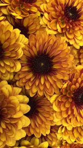 Preview wallpaper chrysanthemum, flowers, petals, yellow, macro