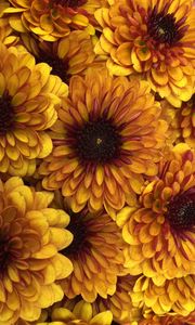 Preview wallpaper chrysanthemum, flowers, petals, yellow, macro